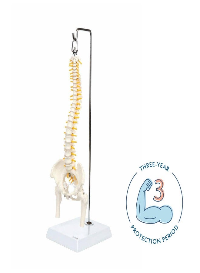 Axis Scientific Miniature Spine Anatomy Model, 15.5" Mini Vertebral Column Model Details Vertebrae, Spinal Nerves, Lumbar & Pelvis - Includes Stand, Product Manual, - Image 2